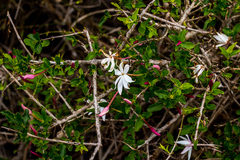 Jasminum multipartitum