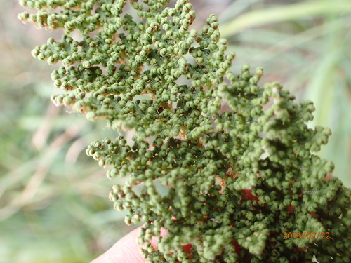 Anemia vestita (Anemia vestita)