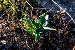 Ledebouria asperifolia