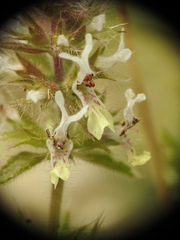 Stachys ocymastrum