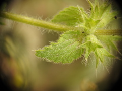 Stachys ocymastrum