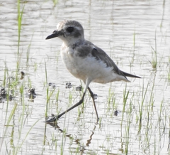 Charadrius mongolus