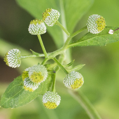 Dichrocephala integrifolia