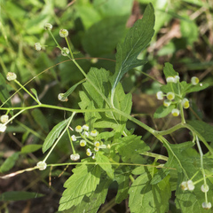 Dichrocephala integrifolia