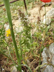 Stachys ocymastrum
