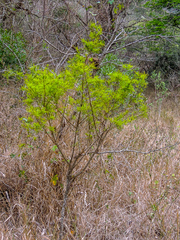 Maerua rosmarinoides