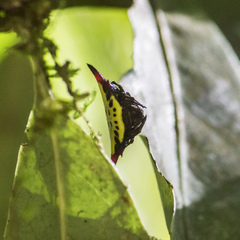 Gasteracantha sauteri
