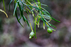 Maerua rosmarinoides