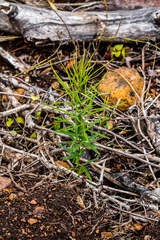 Maerua rosmarinoides