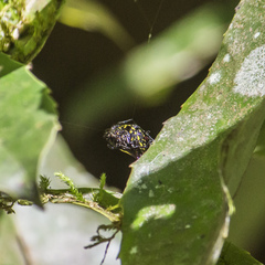 Gasteracantha sauteri