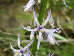 Petromarula pinnata