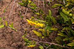 Ochna serrulata