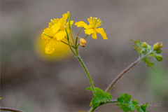 Chelidonium asiaticum