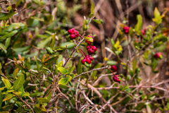 Ochna serrulata