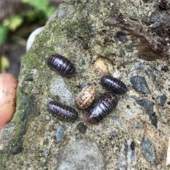 Armadillidium vulgare