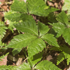 Tetrastigma obtectum