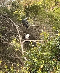 Columba leucomela