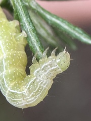 Chrysodeixis eriosoma