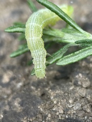 Chrysodeixis eriosoma