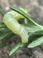 Chrysodeixis eriosoma