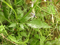 Petromarula pinnata