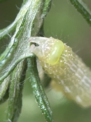 Chrysodeixis eriosoma