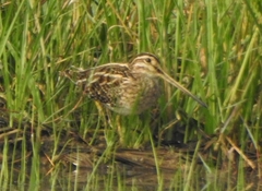 Gallinago gallinago
