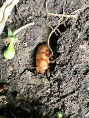 Amphipsalta zelandica