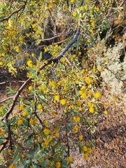 Acacia ligulata