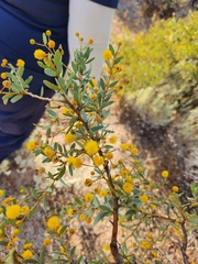 Acacia ligulata