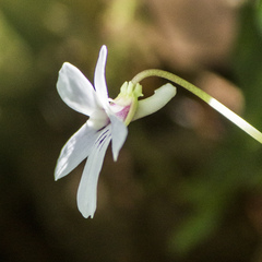 Viola formosana