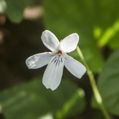 Viola formosana