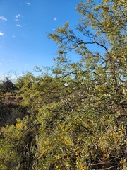 Acacia ligulata