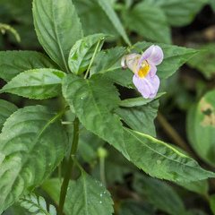 Impatiens uniflora