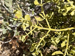 Phoradendron leucarpum tomentosum