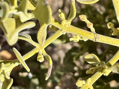 Phoradendron leucarpum tomentosum