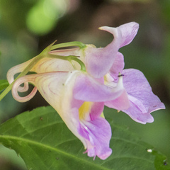 Impatiens uniflora