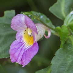 Impatiens uniflora