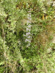 Petromarula pinnata