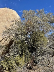 Phoradendron leucarpum tomentosum