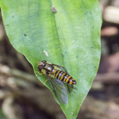 Episyrphus