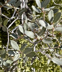 Phoradendron leucarpum tomentosum
