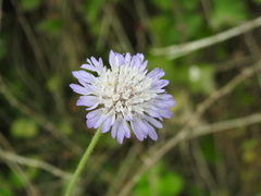Knautia integrifolia