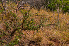 Ormocarpum trichocarpum