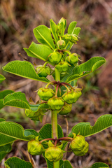 Pachycarpus appendiculatus