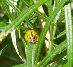Paropsisterna agricola