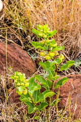 Pachycarpus appendiculatus