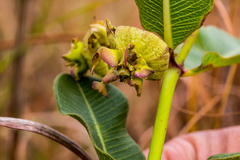 Pachycarpus appendiculatus