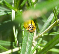 Paropsisterna agricola
