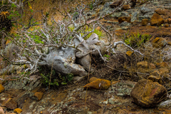 Pachypodium saundersii